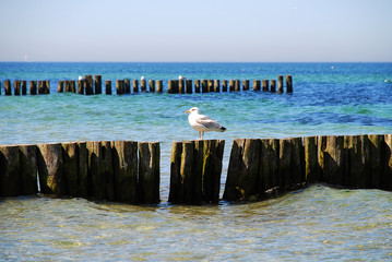 Fototapeta na wymiar Seagull and Coast protection at the baltic sea (Kuehlungsborn, Germany): groynes. In the ocean, groynes create beaches or prevent them being washed away by longshore drift.