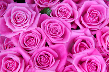 pink roses background