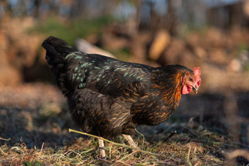 free range hens in a traditional organic poultry farm .