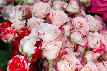 bouquet of pink roses
