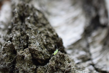 Macro insect on tree.