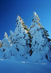 forest on Pilsko mountain, Beskid Zywiecki, Poland