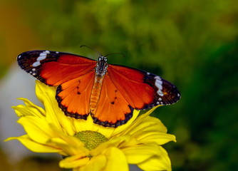 Beautiful butterflies sitting on flower