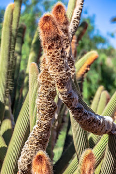 Bolivanische Kaktee Espostoa guentheri