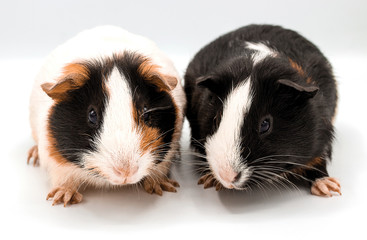 guinea pig isolated on white background - Image,two,Closeup