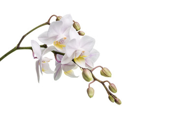 Fototapeta na wymiar Image with orchid