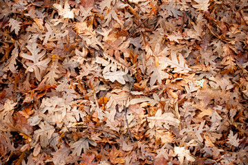 Grupo de hojas caidas de otoño en el suelo