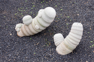 variety of cactus in cactus garden in canary islands, spain