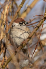 Eurasian tree sparrow (Passer montanus)
