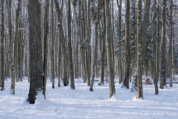 Trees snow wrapped blizzard after