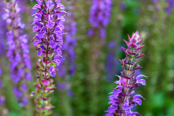 Obraz premium Purple lavender flowers (Lavandula) against green background, macro and selective focus