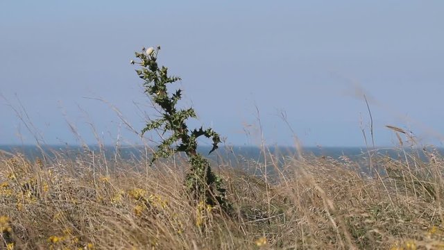 Thorny Thistle in shore of blue sea. Black sea steppes (temperate grassland, veld) with cereals grasses and probably acanthus bristlethistle (Carduus acanthoides) on sea breeze, howling wilderness
