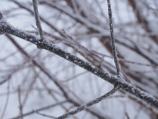 Snow and frost crystals lie on the branches of trees.