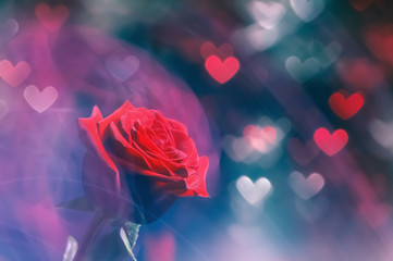 Red rose over hearts shaped defocused lights. Valentine's Day concept