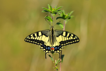 Beautiful butterflies sitting on flower