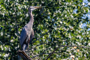 Fototapeta premium Great Blue Heron perched in a tree