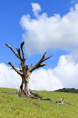 The big dead tree in the pastures of the interior of Minas Gerais, municipality of Carangola (near the Caparaó National Park), Brazil.