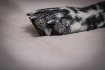 close up of english setter dog paw with claws in black and white