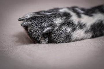 close up of english setter dog paw with claws in black and white