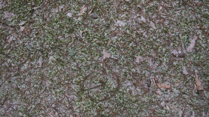 forest ground texture