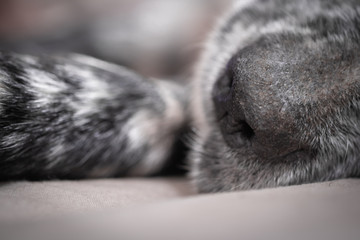 close up of english setter snout in black and white