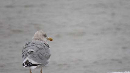 seagull sits on the background of the sea