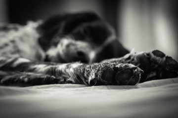 close up of cute sleeping english setter on bed