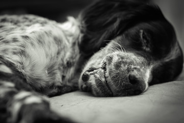 close up of cute sleeping english setter on bed
