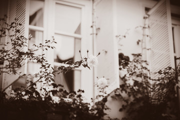 View at white open windows with roses. Bremen, Germany . Image in sepia color style