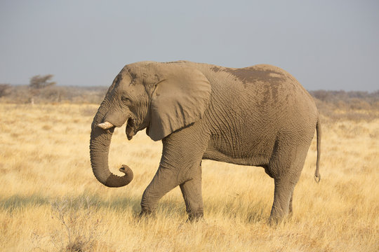 Elefanten Etosha Namibia