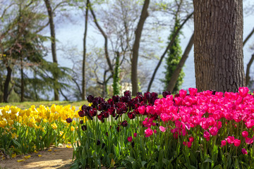Flowerbeds of tulips at the Tulips Festival in Emirgan Park, Istanbul, Turkey