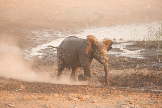 Elefanten Etosha Namibia