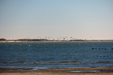 Birds on North Frisian island beach of Amrum in Germany