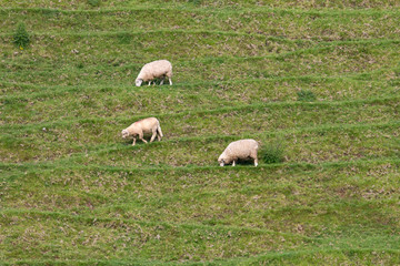 Obraz premium Sheep of New Zeland