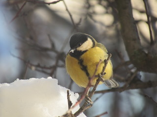 great tit on a branch