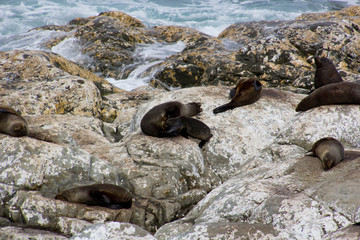 Animals of New Zealand