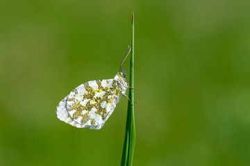 Pieridae / Turuncu Süslü / / Anthocharis cardamines