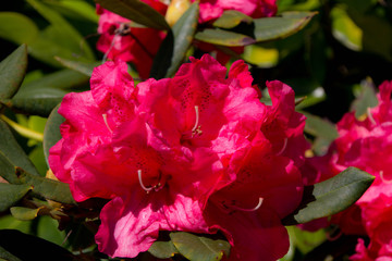 Plants and Flowers of New Zealand