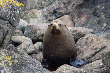 Seals of New Zealand