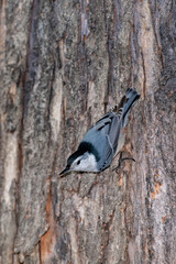 White-breasted Nuthatch clinging to tree trunk.