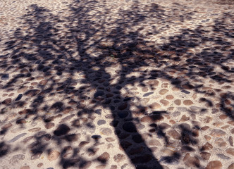 tree shadow on Ksiezy Mlyn, Lodz, Poland