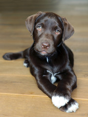 Brown labrador puppy