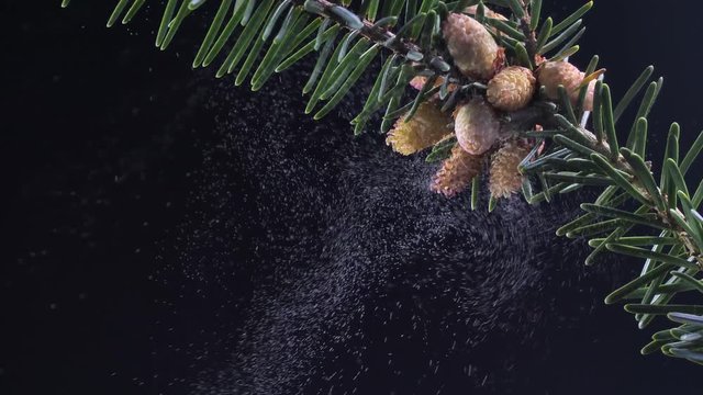 Pollenflug als Studioaufnahme in leichter Zeitlupe, Fichtenzweig mit Bl&uuml;ten vor schwarzem Hintergrund