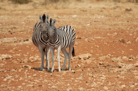 Zebras Etosha Namibia