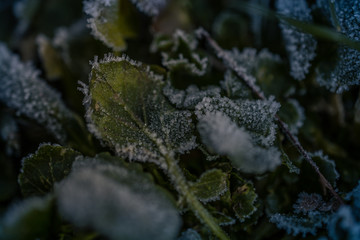 Green plants with hoarfrost in autumn - 243177810
