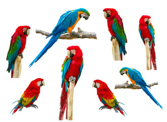 Naklejka premium Macaw parrot isolated on white background