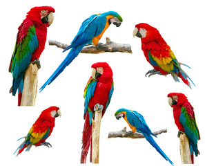 Macaw parrot isolated on white background