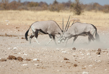 Fototapeta na wymiar Oryx Etosha Namibia
