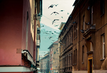 Birds flying in a historic narrow street - 243178081