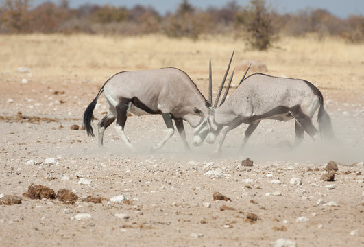 Oryx Etosha Namibia